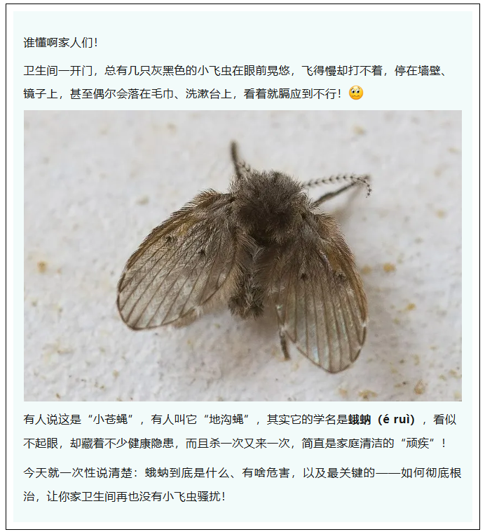 卫生间小飞虫杀不尽？教你1招断根，和蛾蚋彻底说再见！